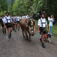 The Oberstdorf cows coming down from the mountain_ I love this ritual_